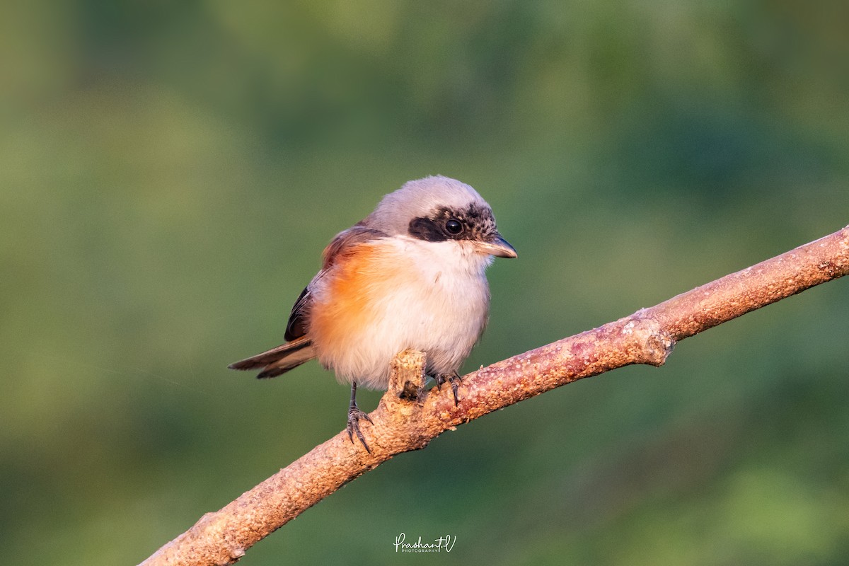 Bay-backed Shrike - ML647299583
