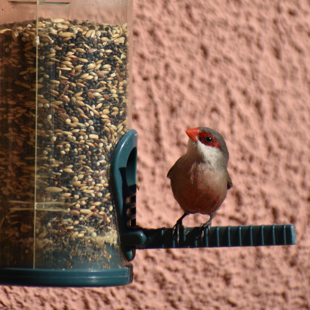Common Waxbill - ML647299584