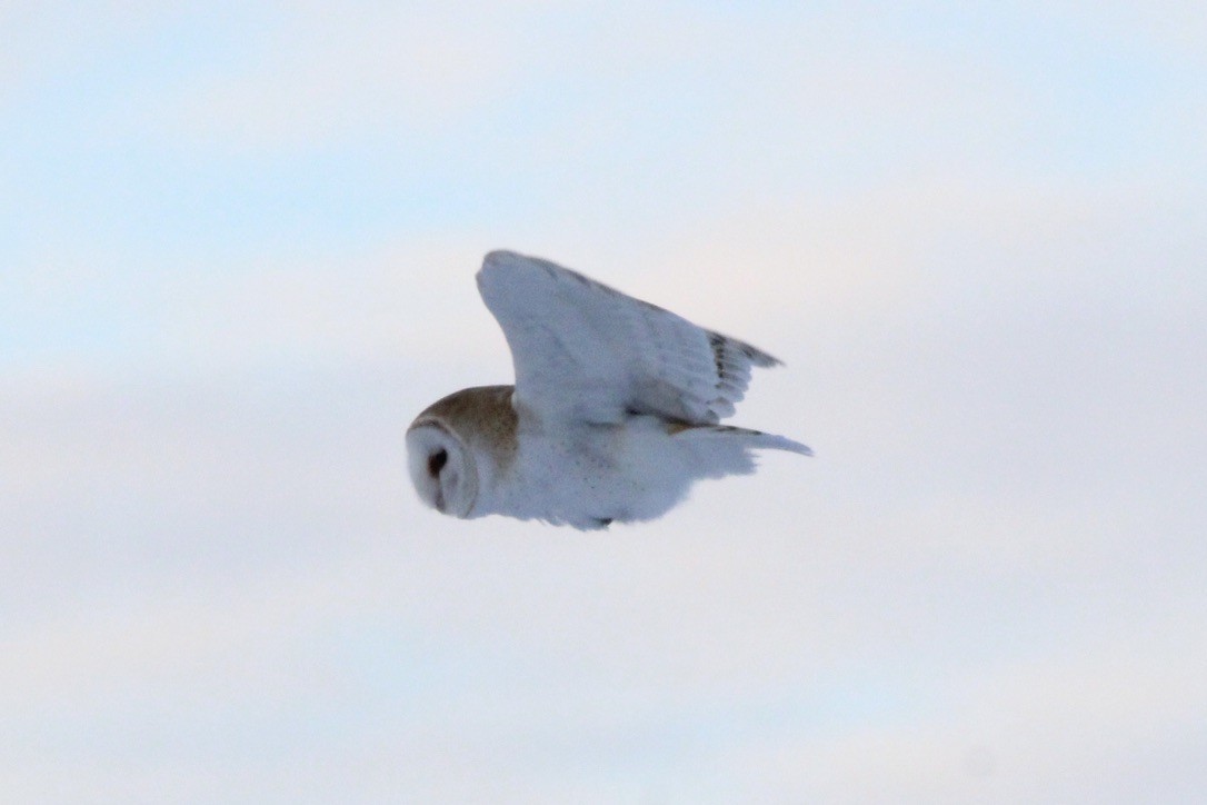 Lechuza Común Americana - ML647299591