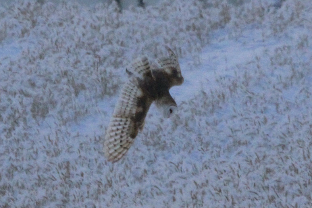 Lechuza Común Americana - ML647299593