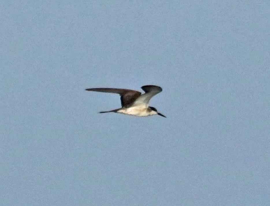 tøyleterne - ML647299605