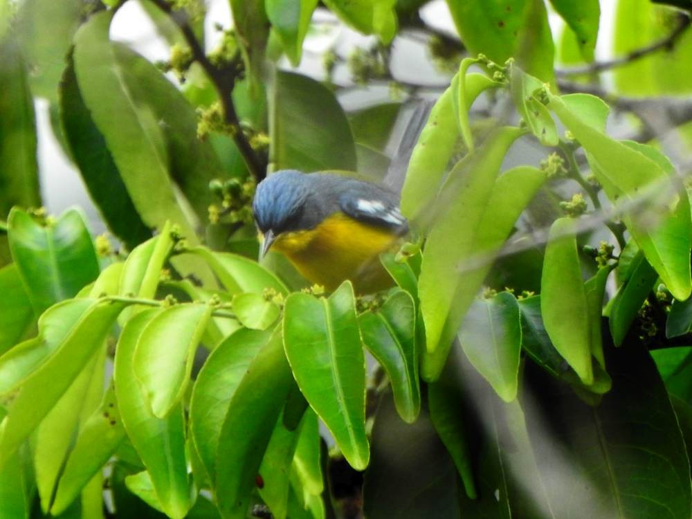 Tropical Parula - ML647299606