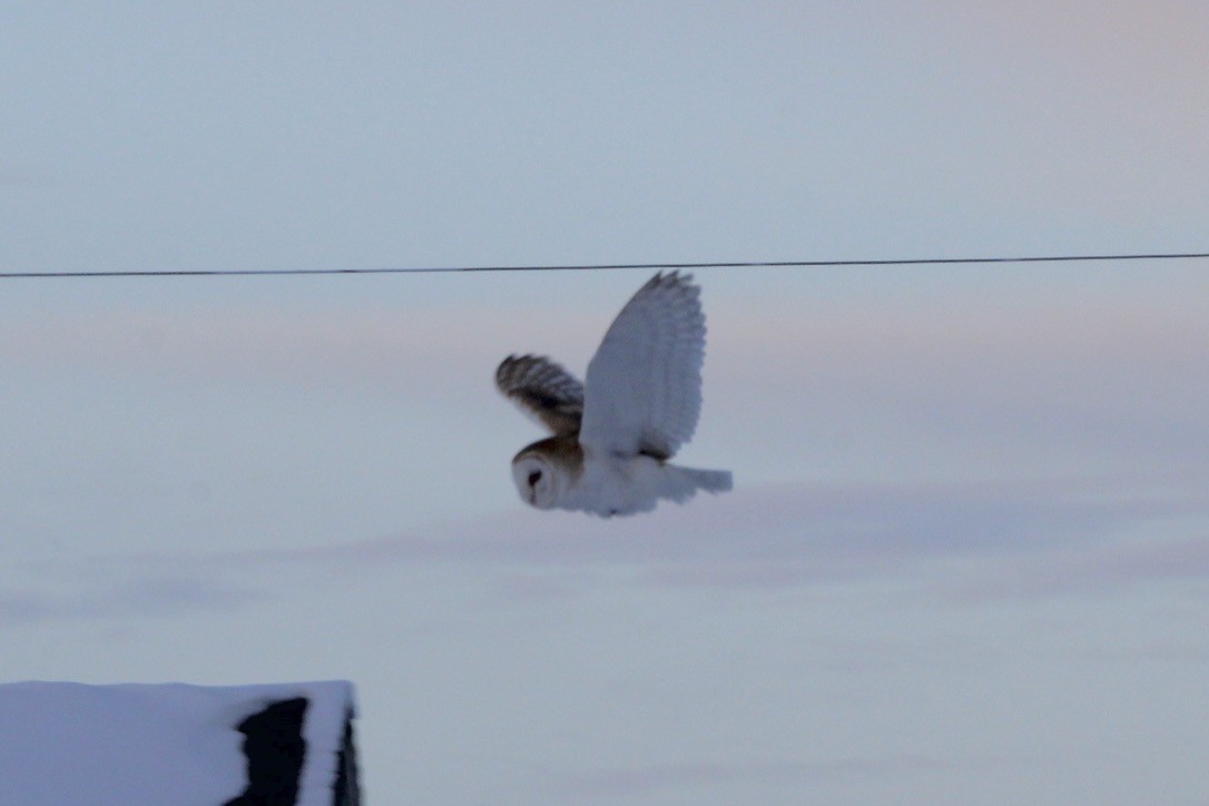 Lechuza Común Americana - ML647299610