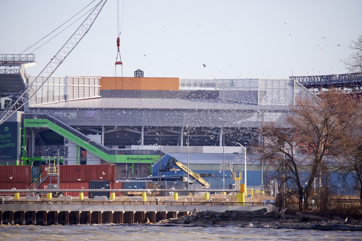 שחף בלתי-מזוהה - ML647299614