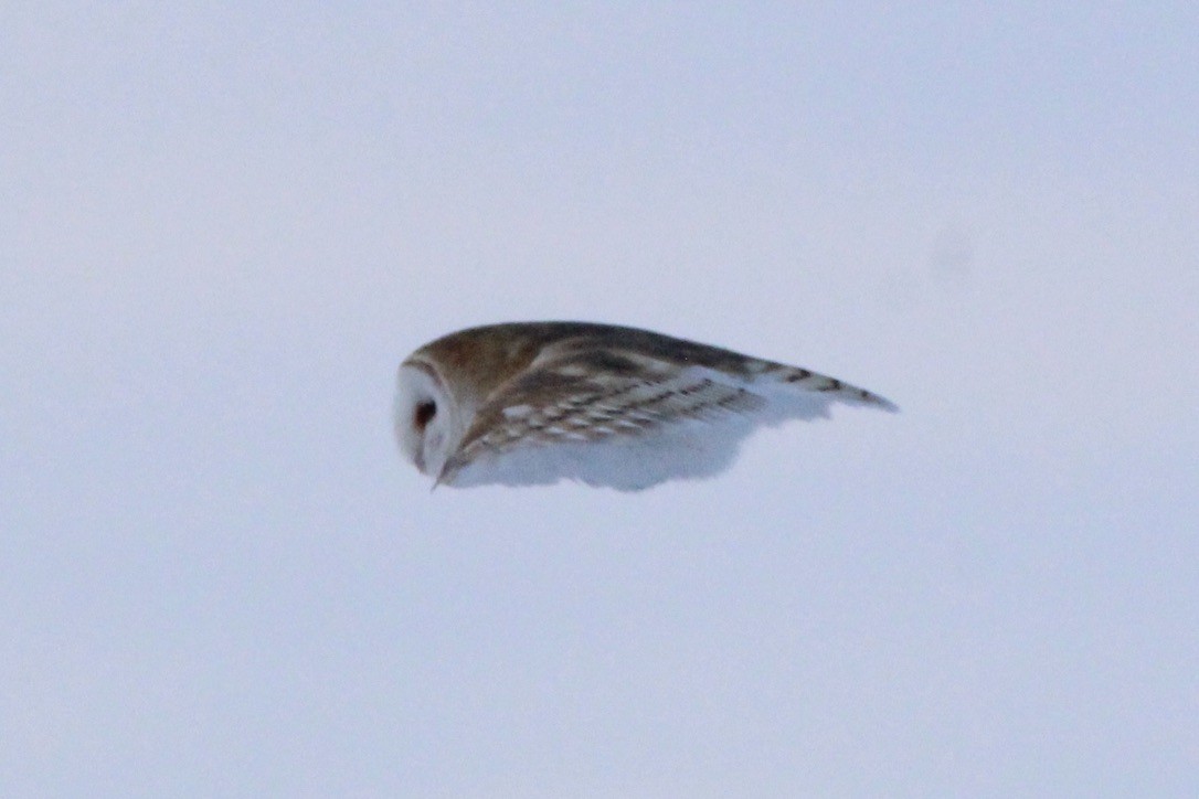 Lechuza Común Americana - ML647299616