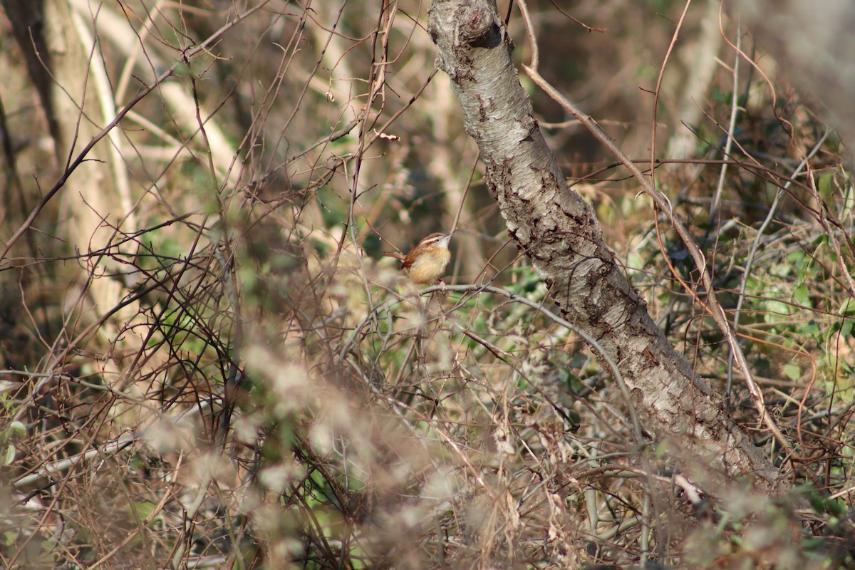 Carolina Wren - ML647299617