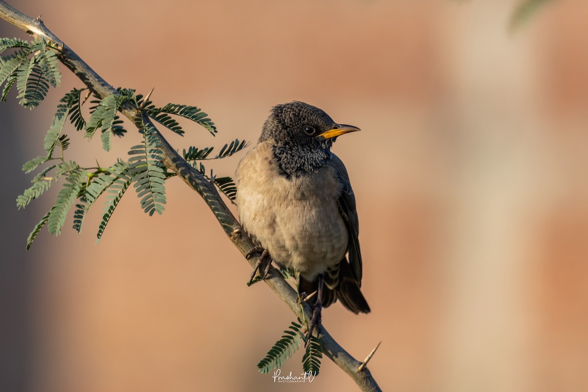 Rosy Starling - ML647299620