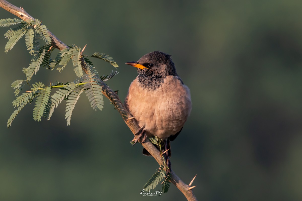 Rosy Starling - ML647299621
