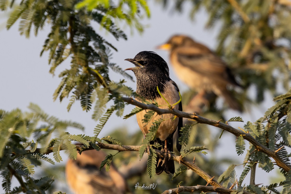 Rosy Starling - ML647299622