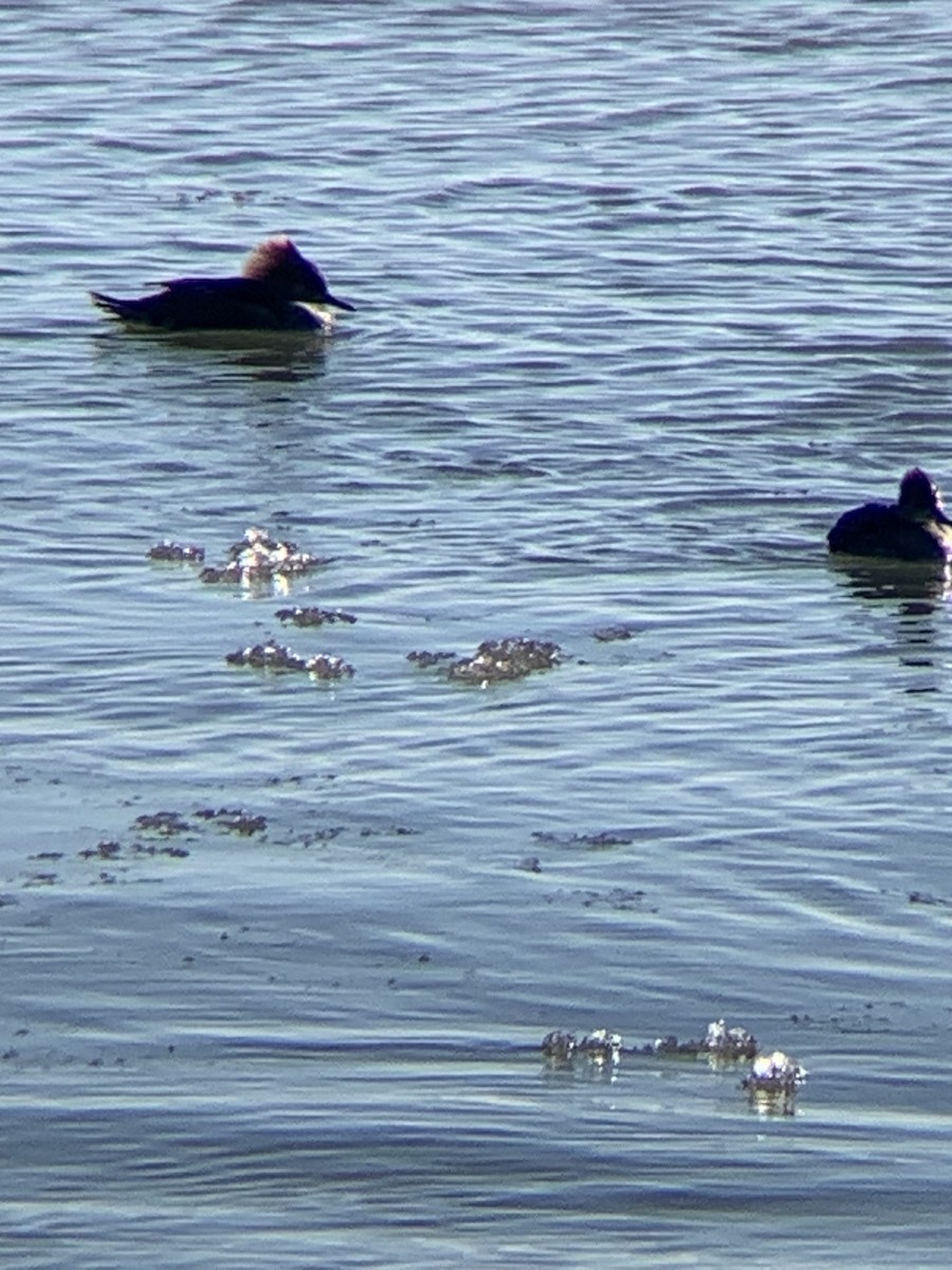 Hooded Merganser - ML647299623