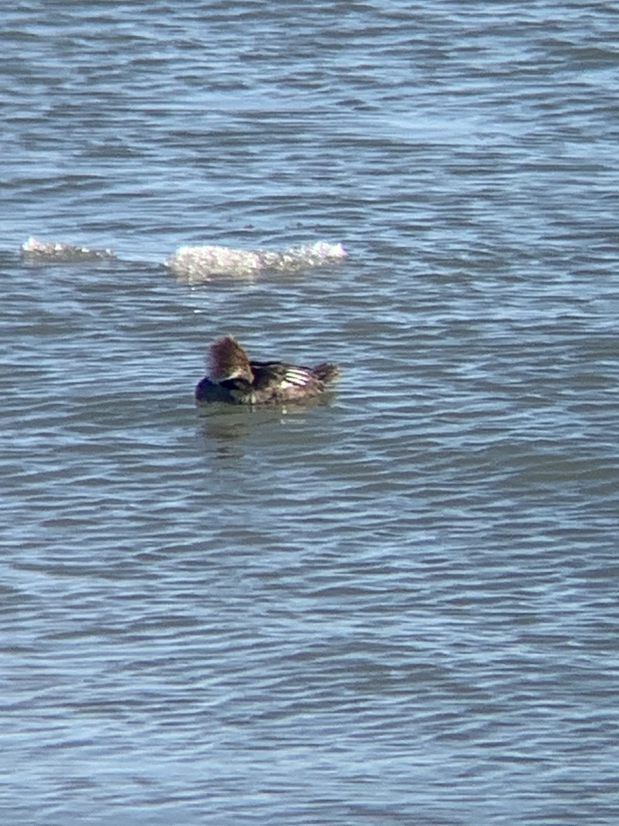 Hooded Merganser - ML647299624