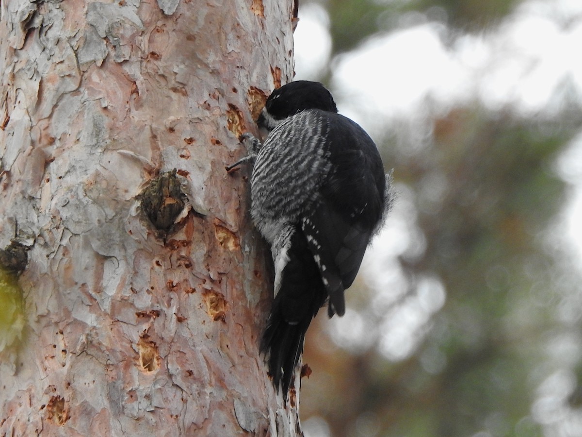 Black-backed Woodpecker - ML647299627