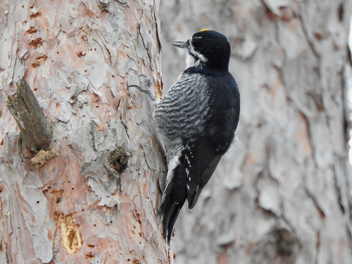 Black-backed Woodpecker - ML647299628
