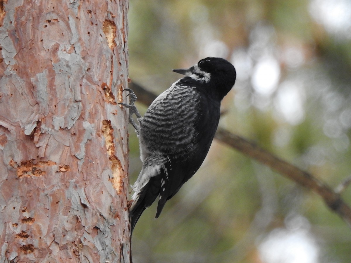 Black-backed Woodpecker - ML647299629