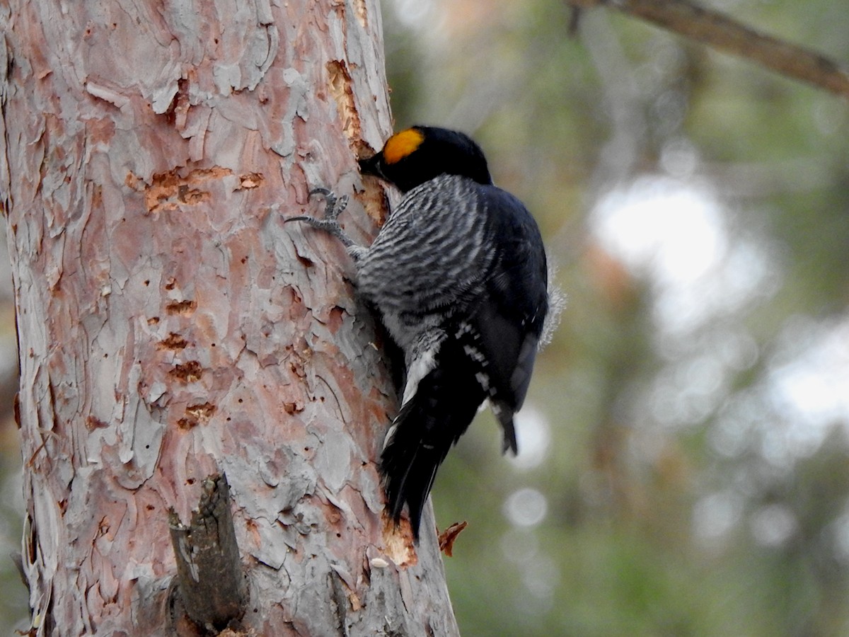 Black-backed Woodpecker - ML647299630