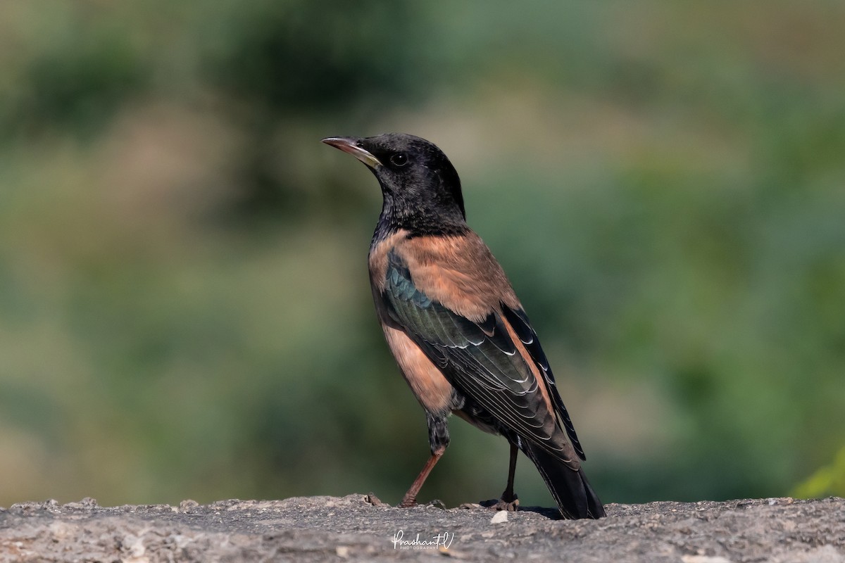 Rosy Starling - ML647299632