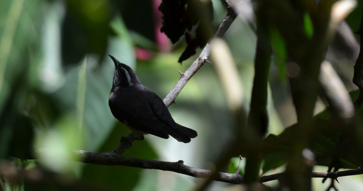 Bananaquit - ML647299635