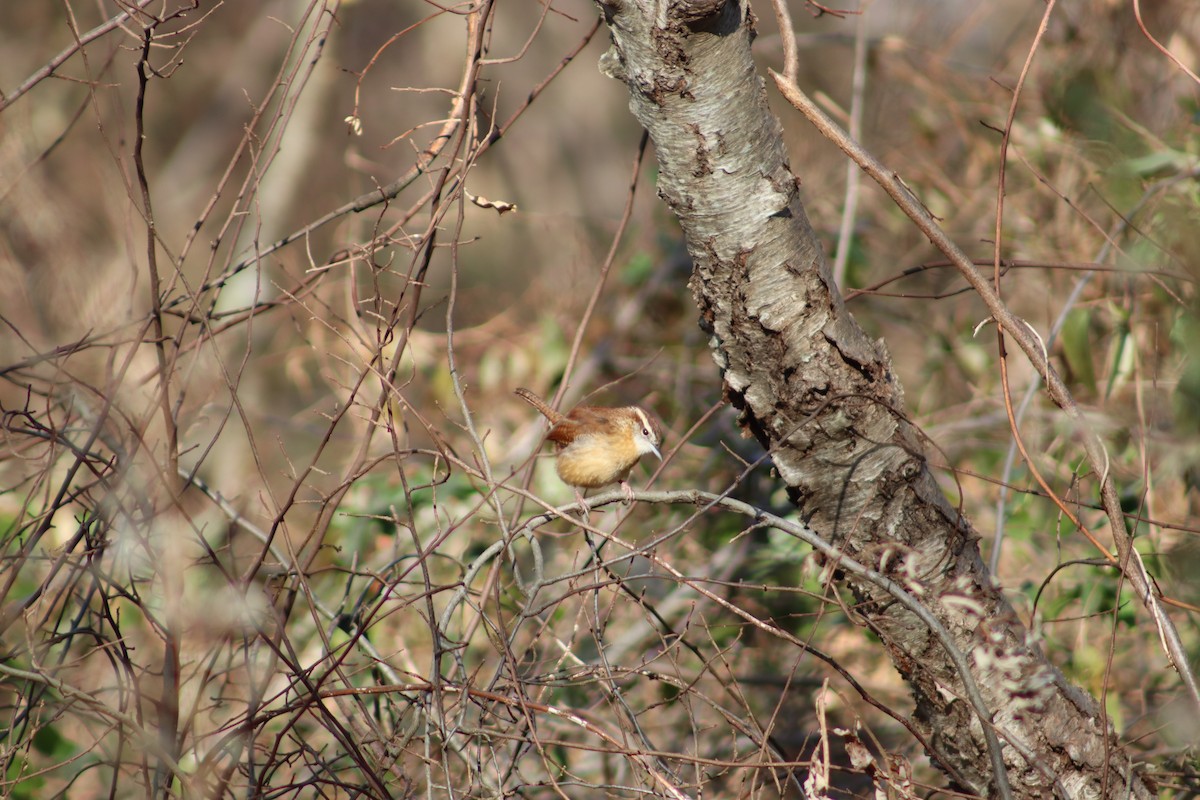 Carolina Wren - ML647299638