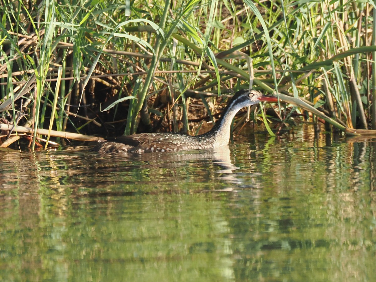 chřástalec africký - ML647299641