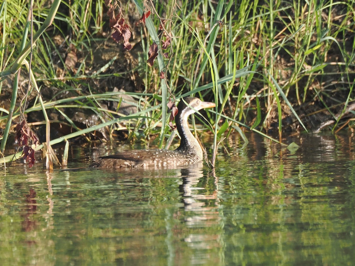 chřástalec africký - ML647299642