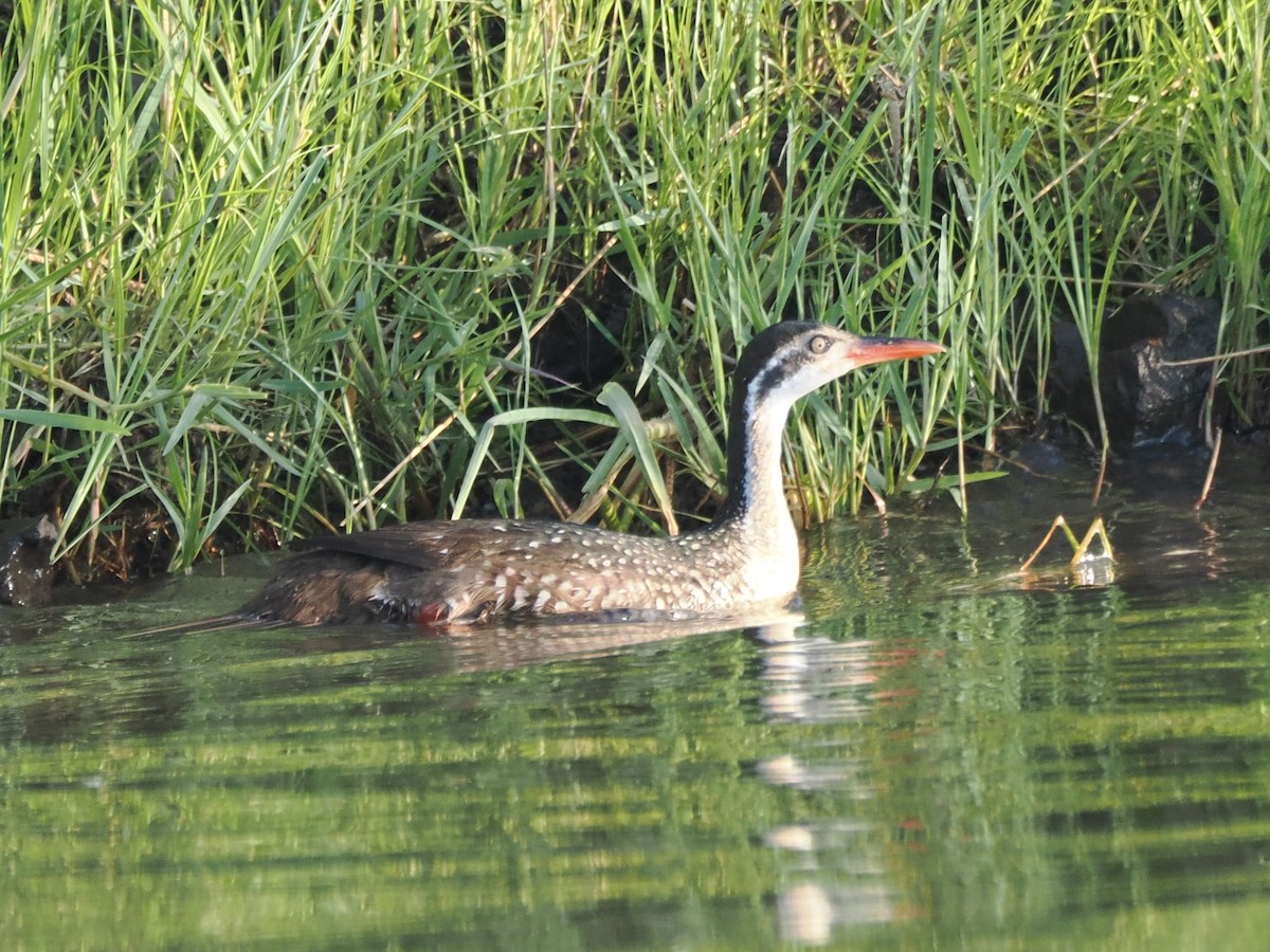 chřástalec africký - ML647299643
