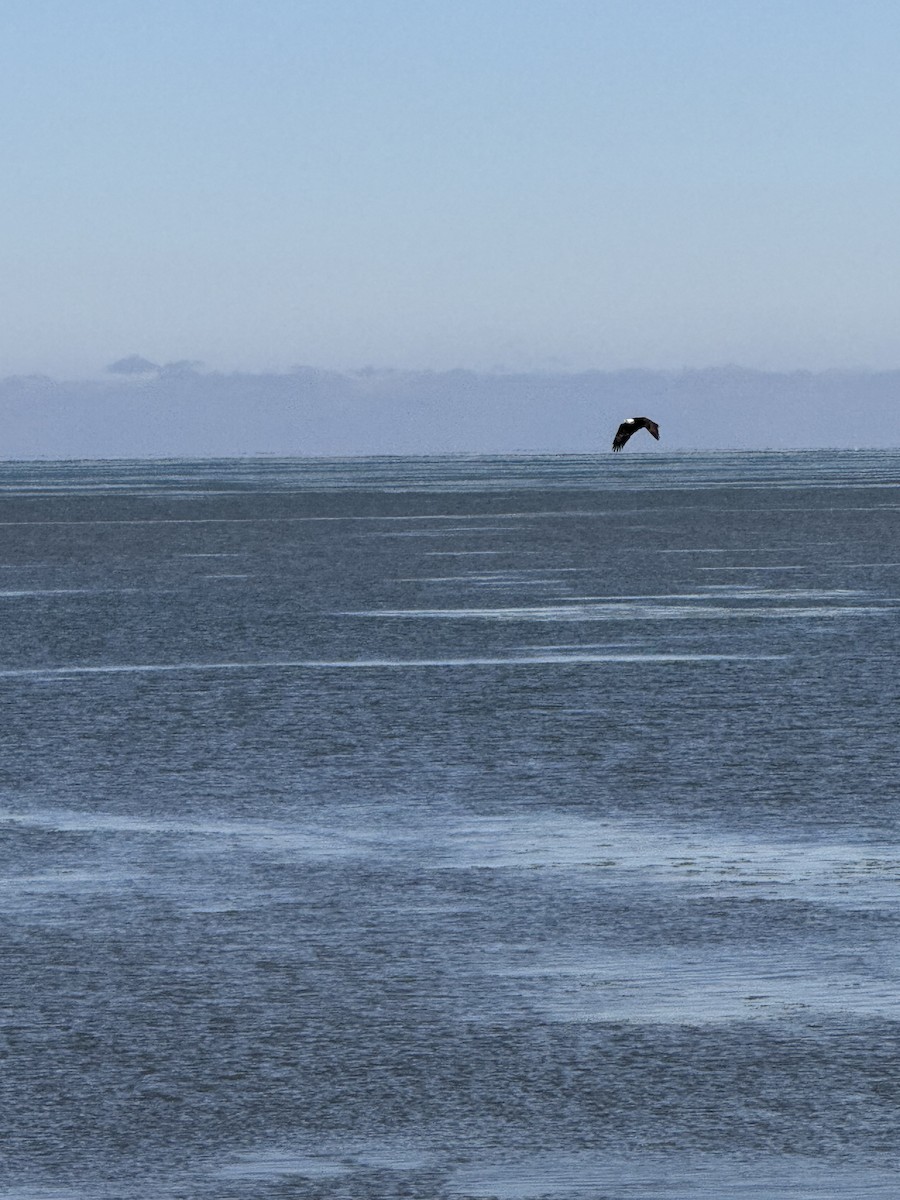 Bald Eagle - ML647299646