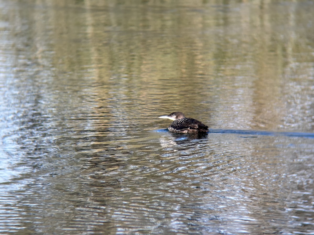 potáplice lední - ML647299648