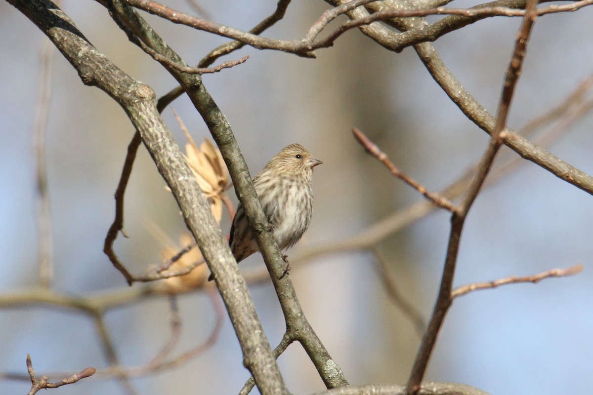 čížek severoamerický - ML647299652