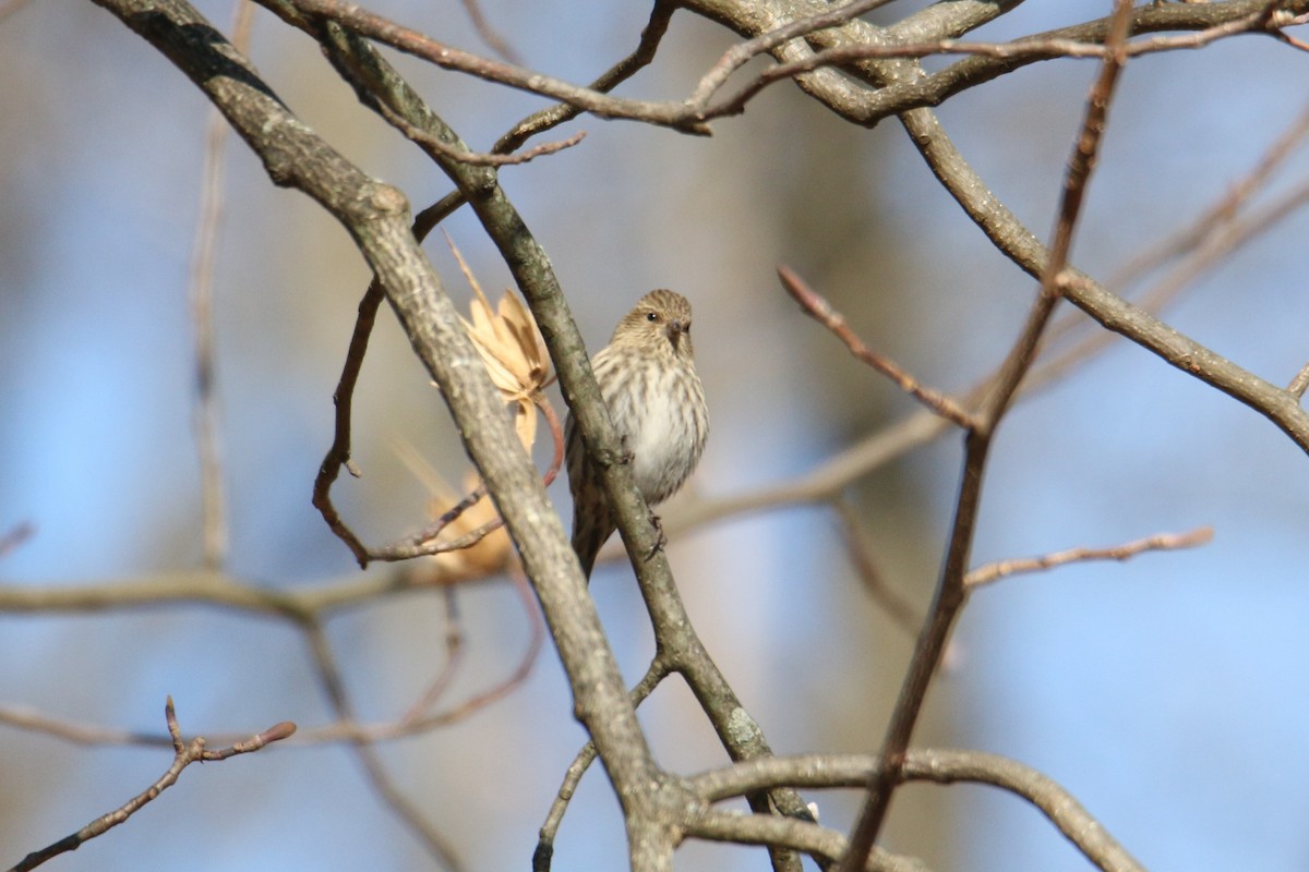 čížek severoamerický - ML647299653