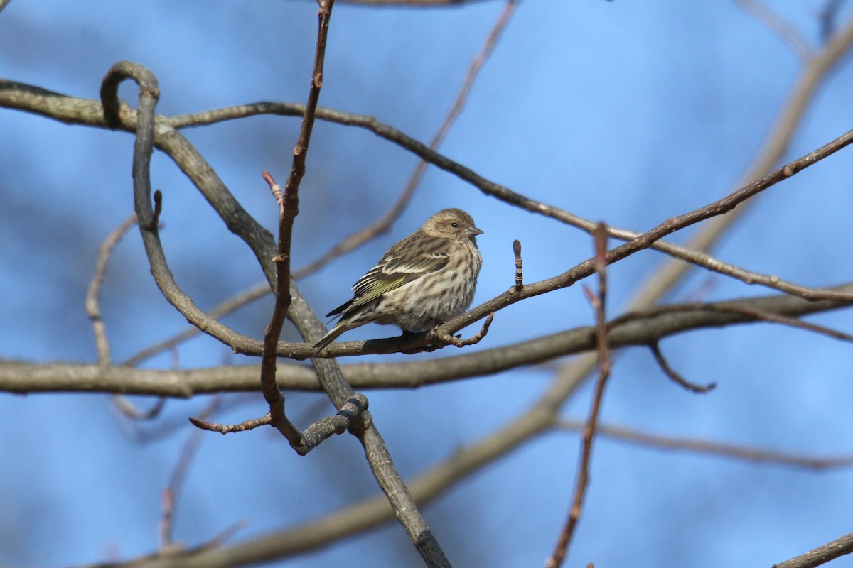 čížek severoamerický - ML647299654