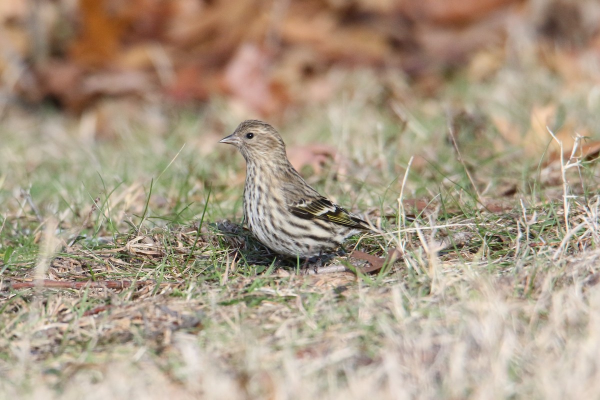 čížek severoamerický - ML647299655