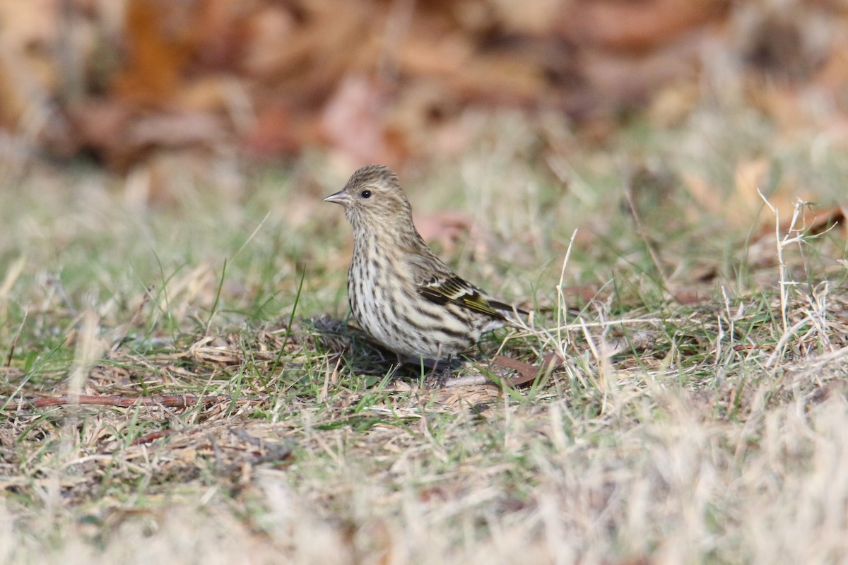 čížek severoamerický - ML647299656