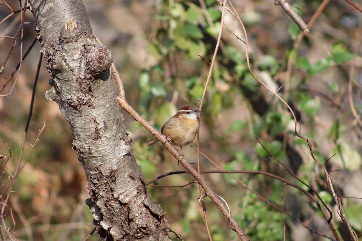 Carolina Wren - ML647299661