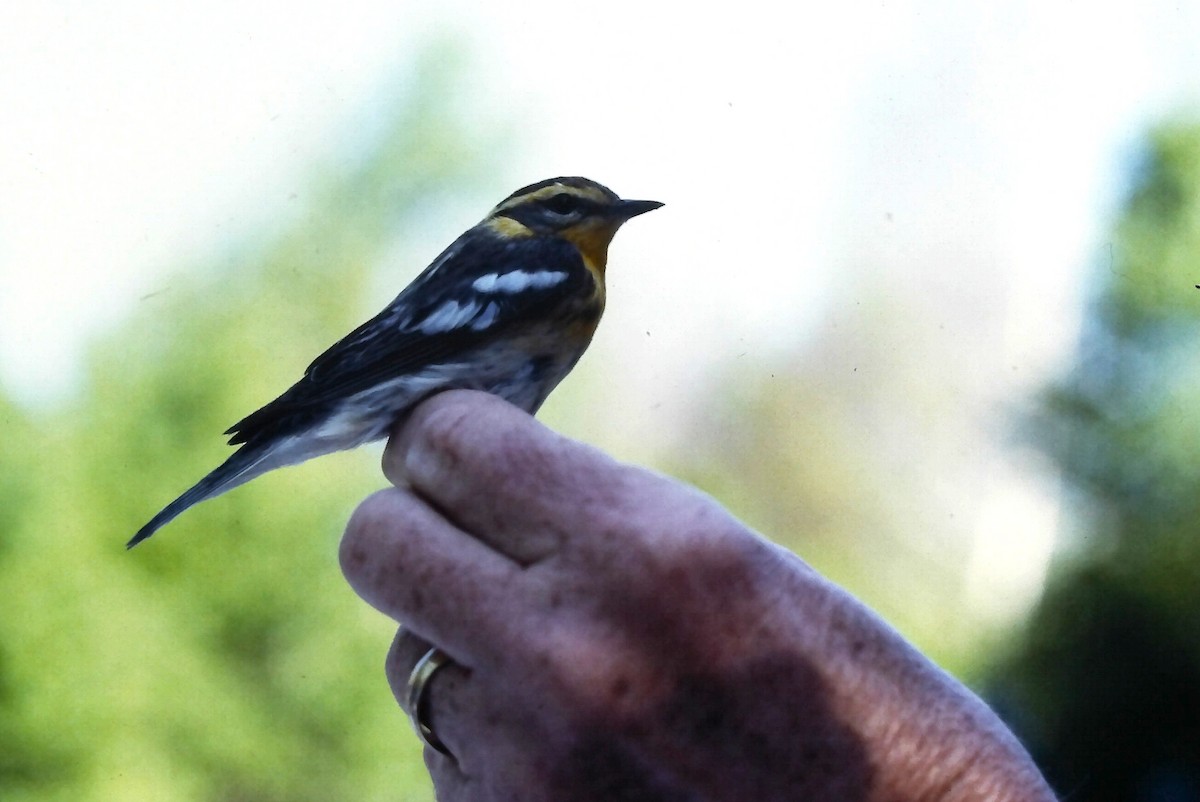 Blackburnian Warbler - ML647299665
