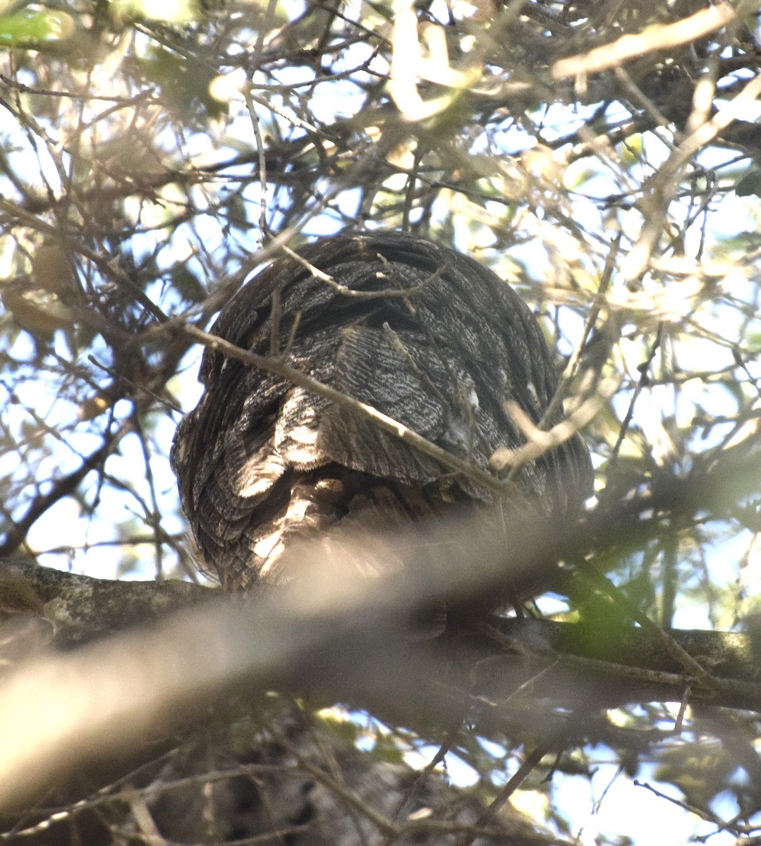 Búho Chico - ML647299666