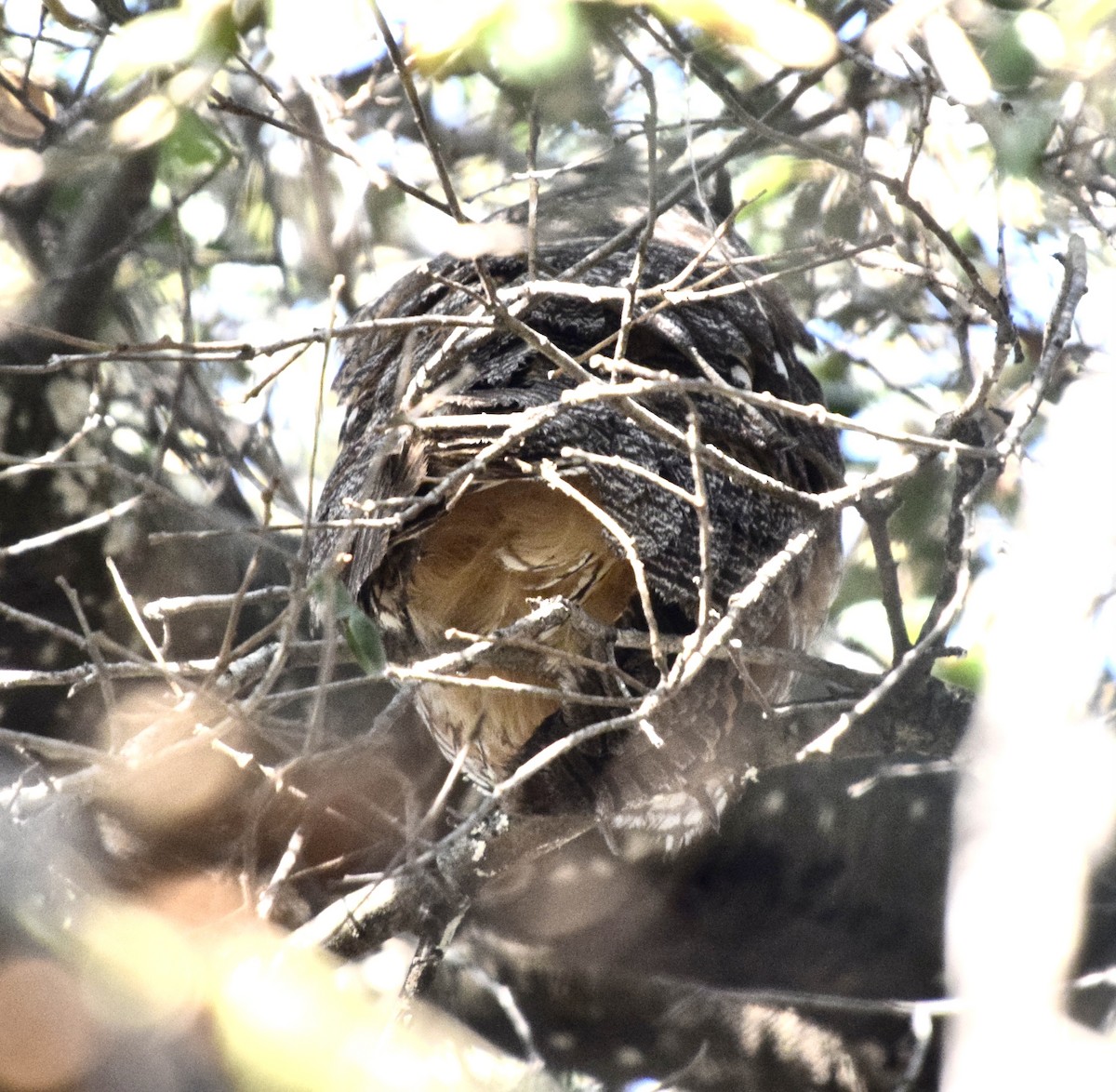 Búho Chico - ML647299667