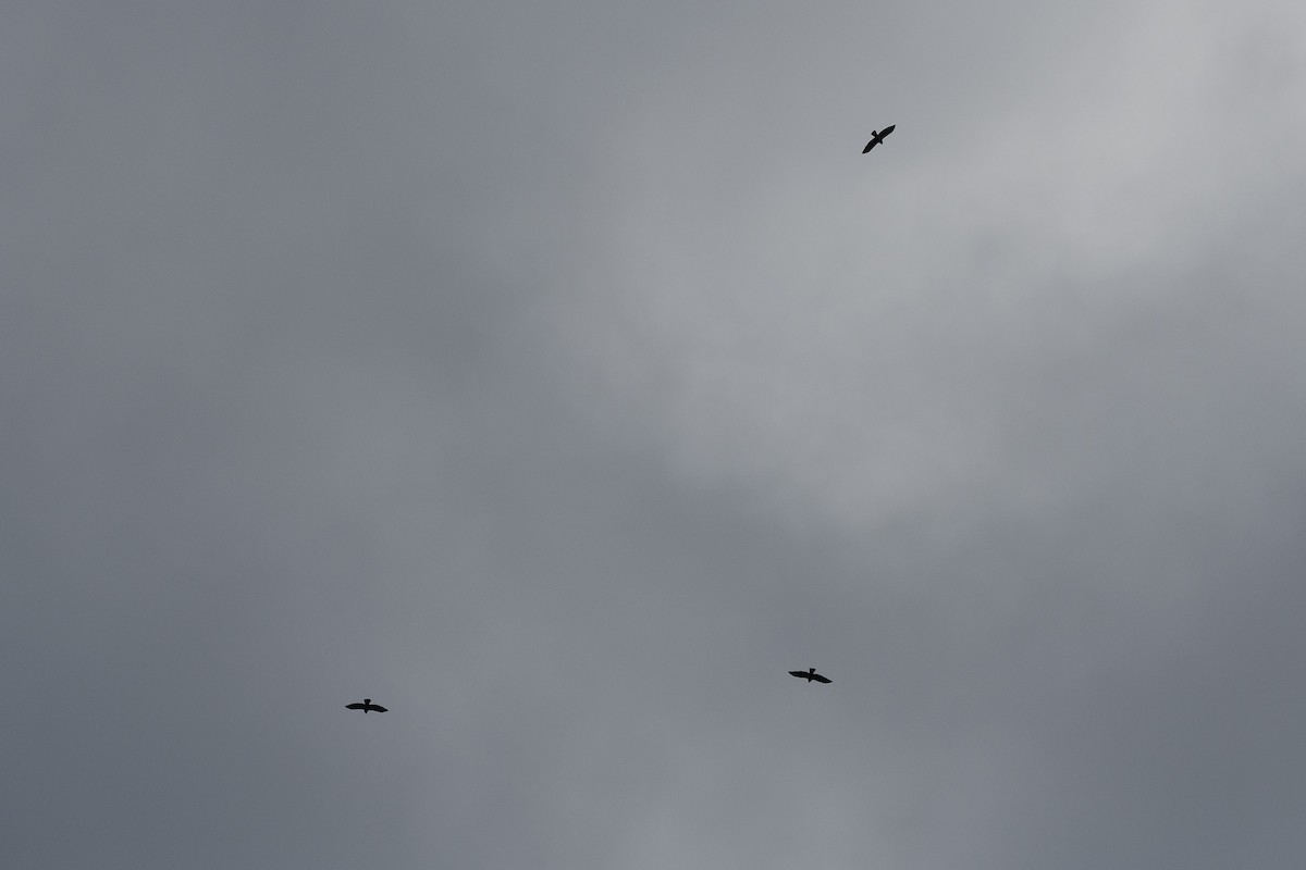 Mississippi Kite - ML647299677