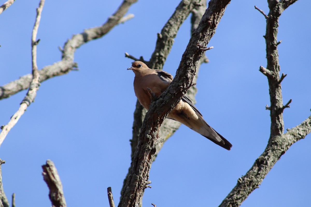 Mourning Dove - ML647299678