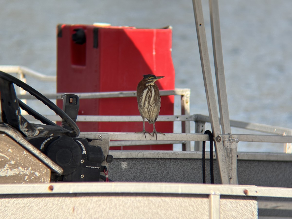 volavka zelenavá - ML647299681