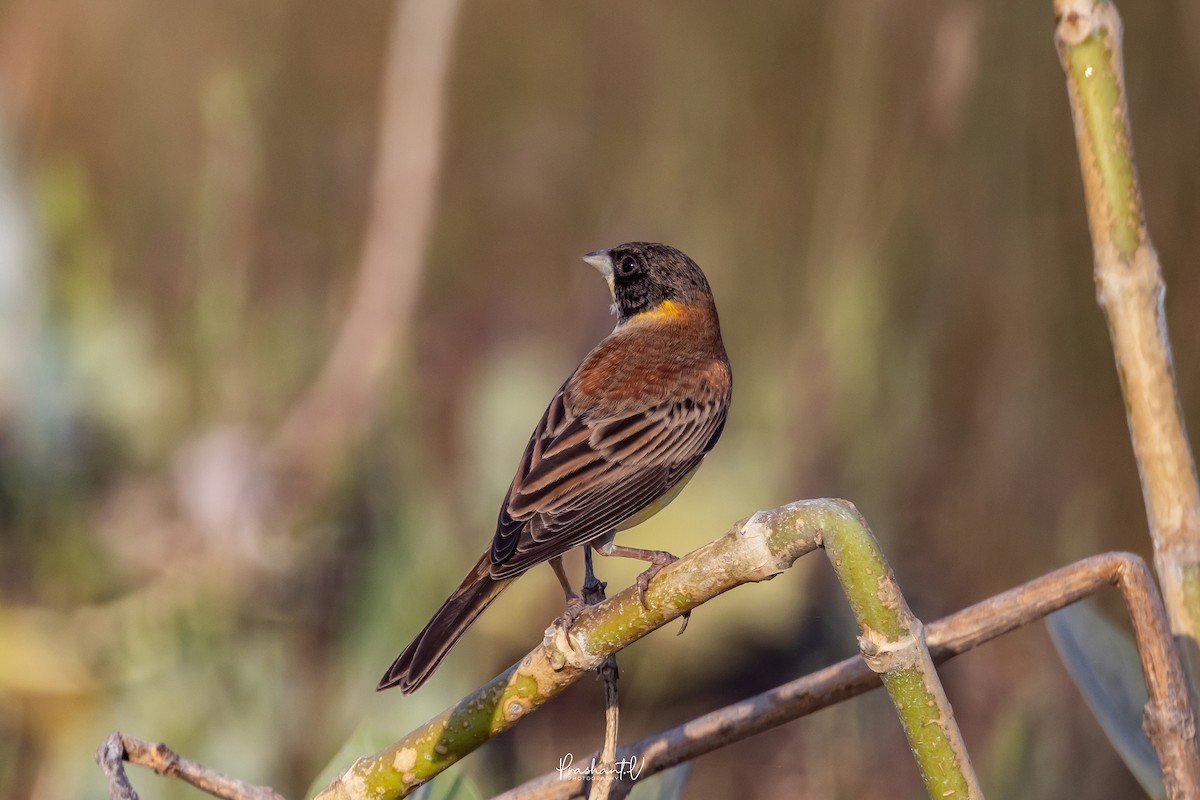 svarthodespurv - ML647299689