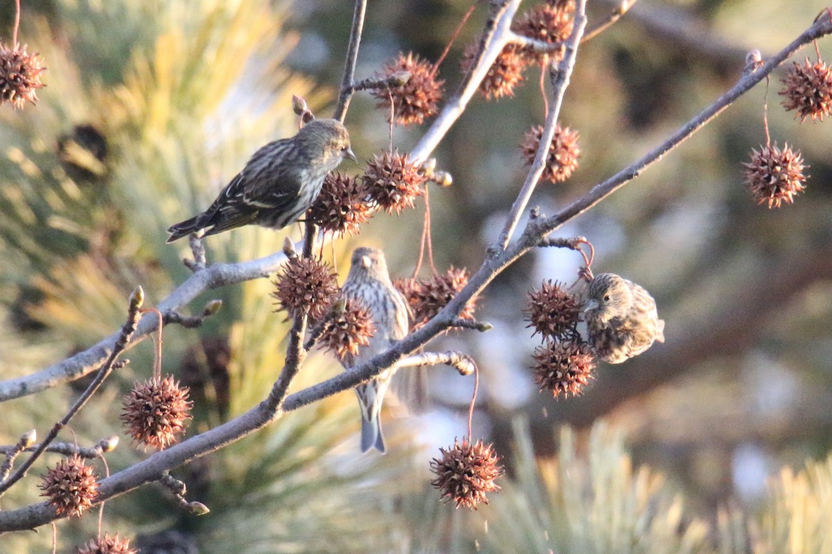 čížek severoamerický - ML647299696