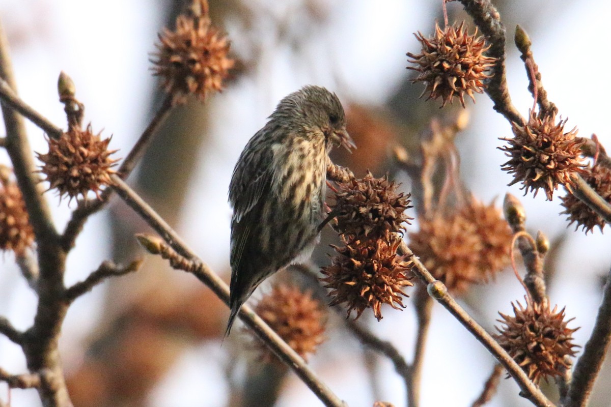 čížek severoamerický - ML647299700