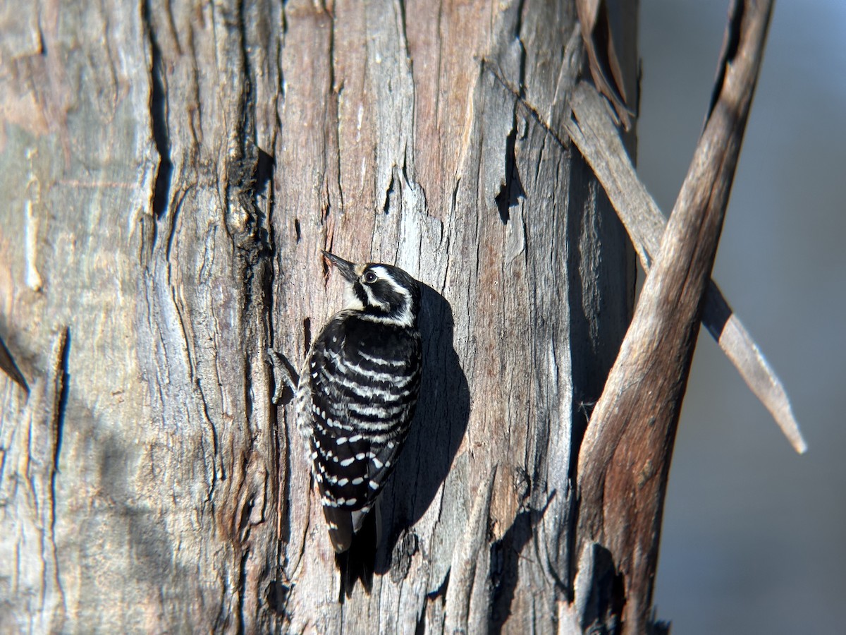 strakapoud kalifornský - ML647299713