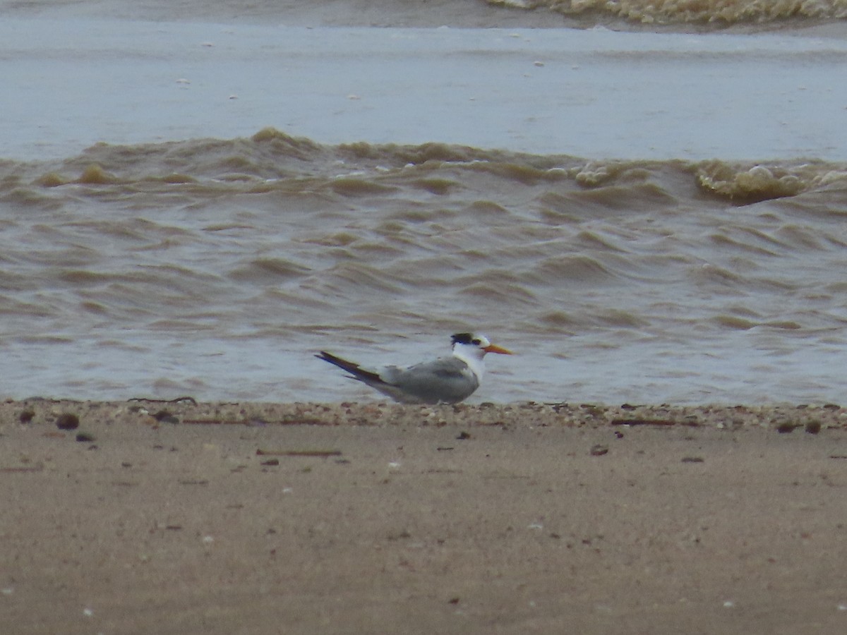 Bengalako txenada - ML647299738