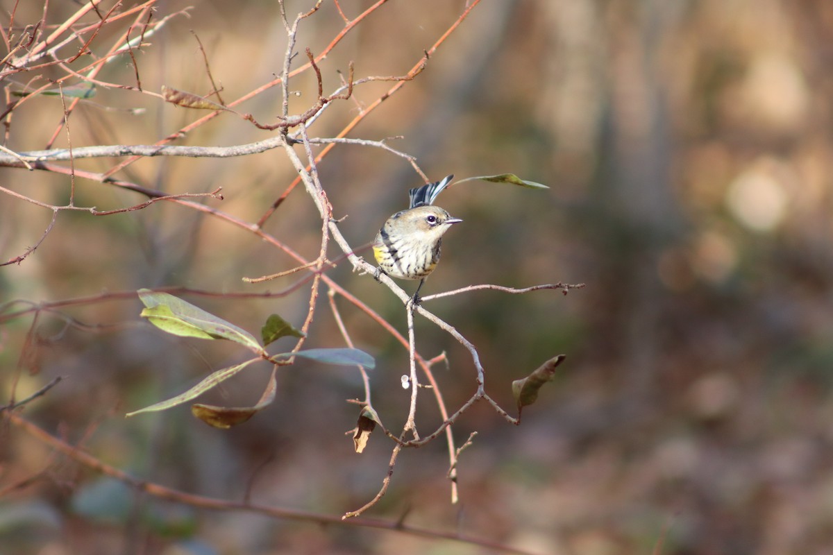 Yellow-rumped Warbler - ML647299739