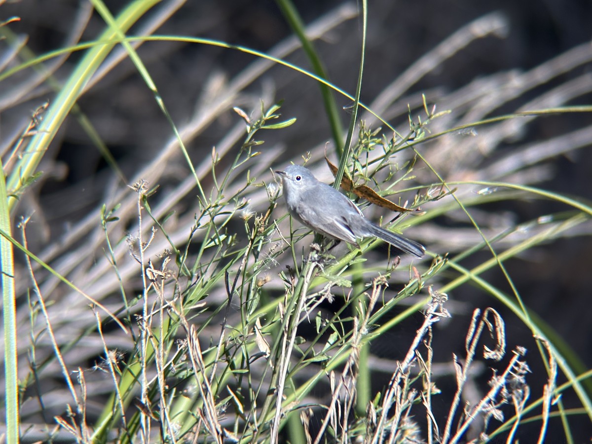 Голубая комароловка - ML647299747