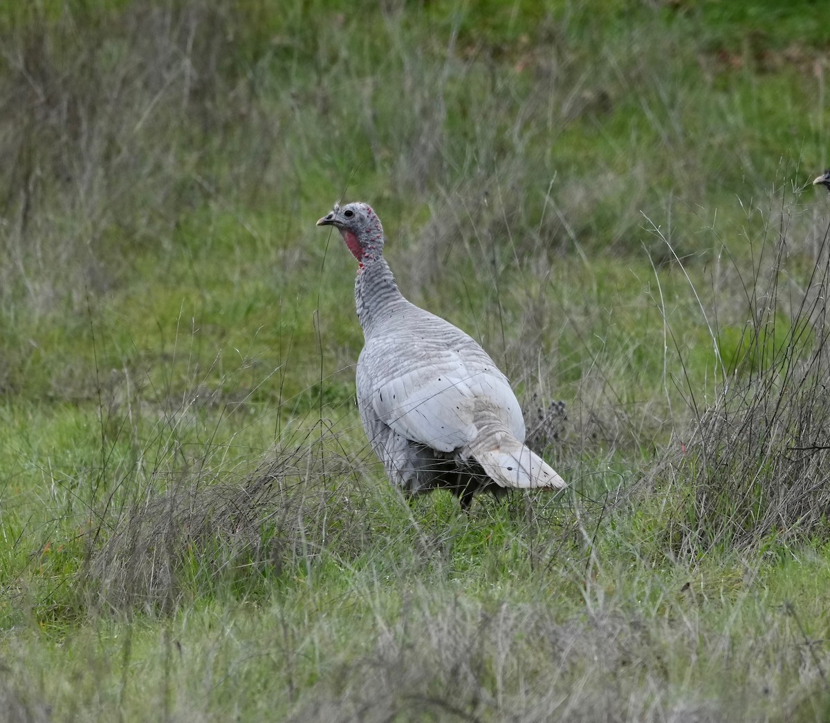 Wild Turkey - ML647299755