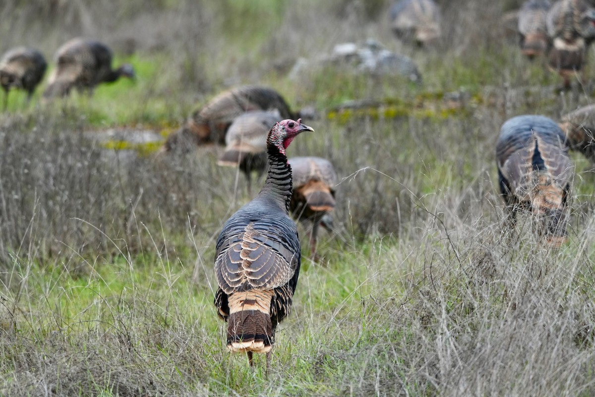Wild Turkey - ML647299756