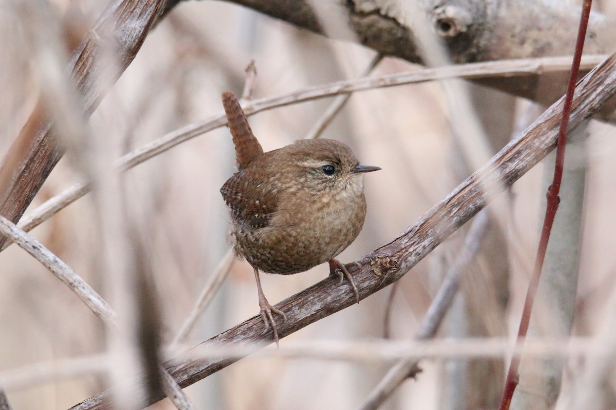 střízlík kanadský - ML647299759