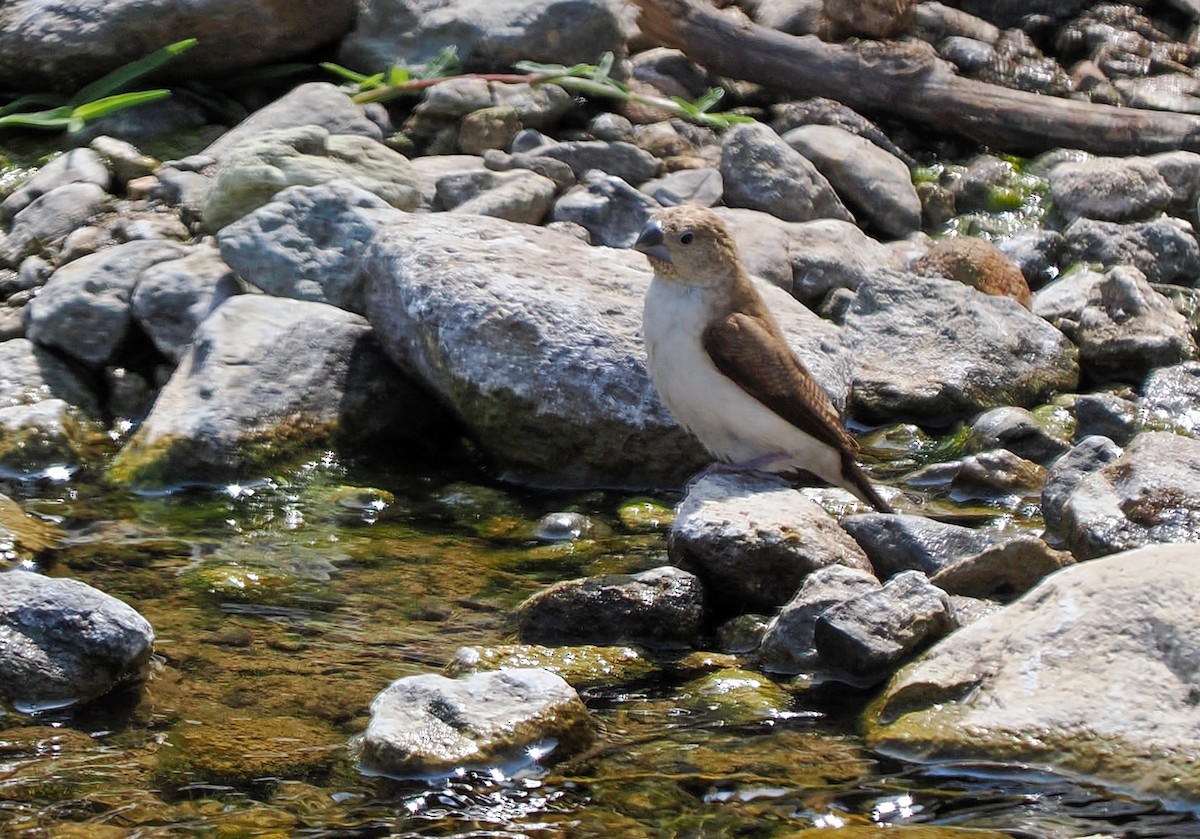 African Silverbill - ML647299763